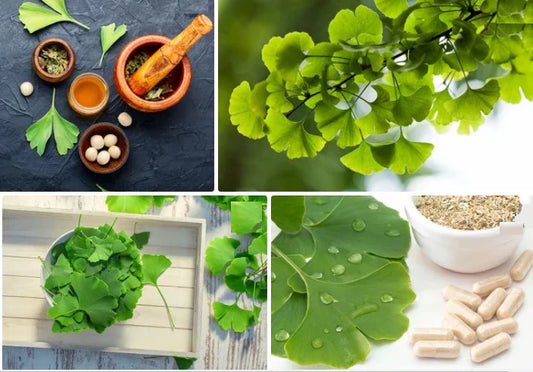 health benefits of Ginkgo